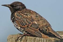 Common Starling