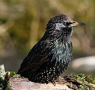 Common Starling