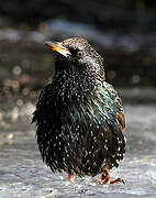 Common Starling