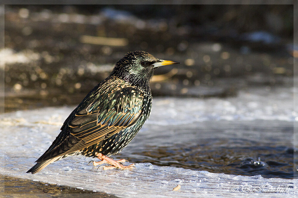 Common Starling