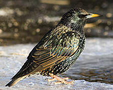 Common Starling