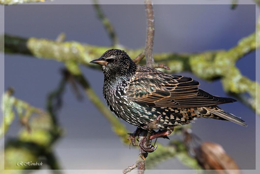 Common Starling