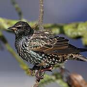 Common Starling