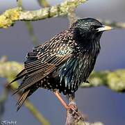 Common Starling