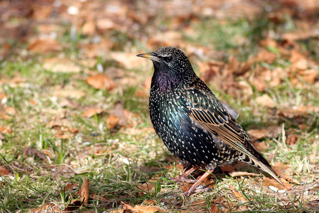 Common Starling