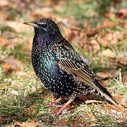 Common Starling