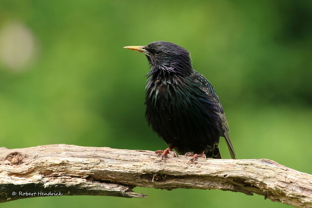 Common Starling