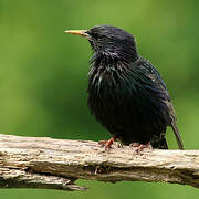 Common Starling