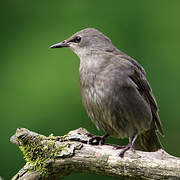 Common Starling