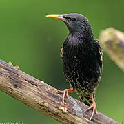 Common Starling