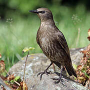 Common Starling