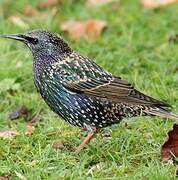 Common Starling