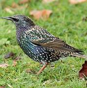 Common Starling