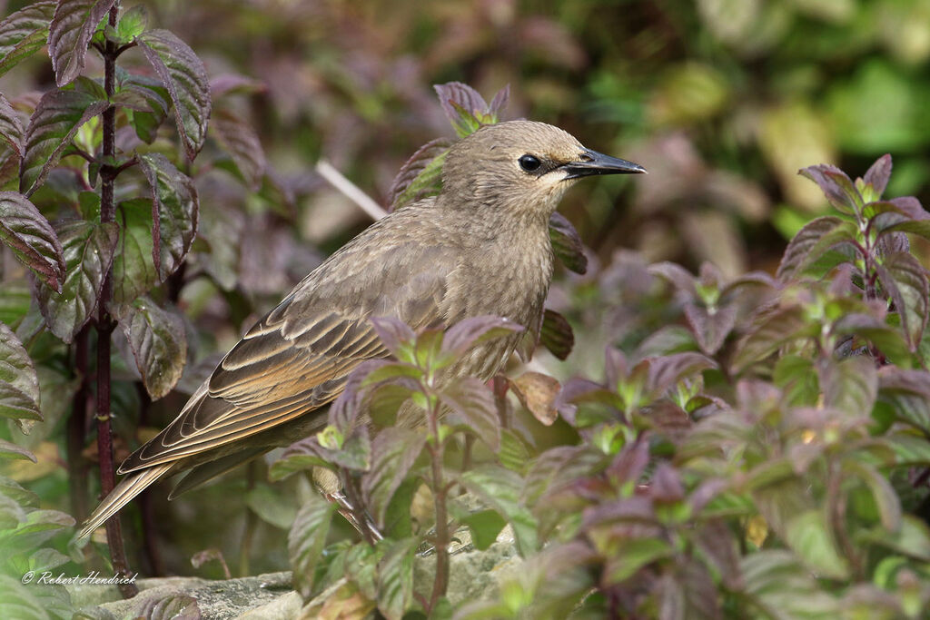 Common Starling