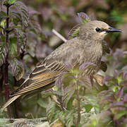 Common Starling