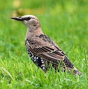 Common Starling
