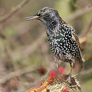 Common Starling