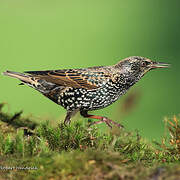 Common Starling