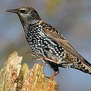 Common Starling