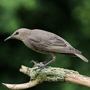 Common Starling