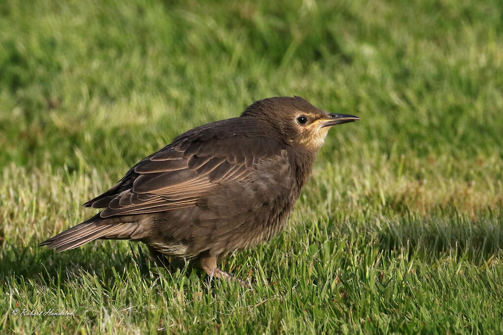 Common Starling