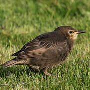 Common Starling