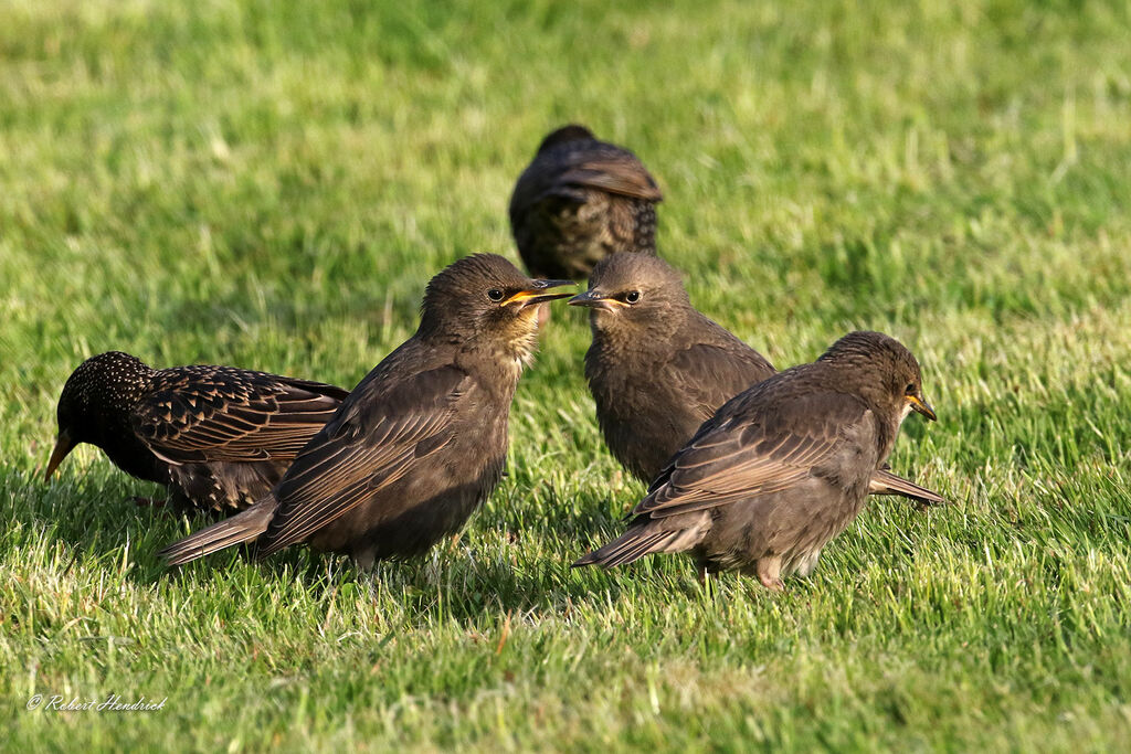 Common Starling
