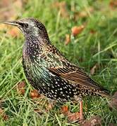 Common Starling