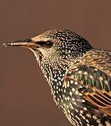 Common Starling