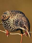 Common Starling