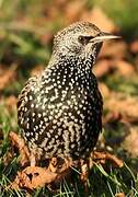 Common Starling