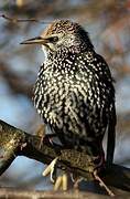 Common Starling