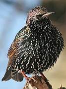 Common Starling