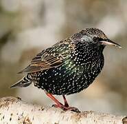 Common Starling