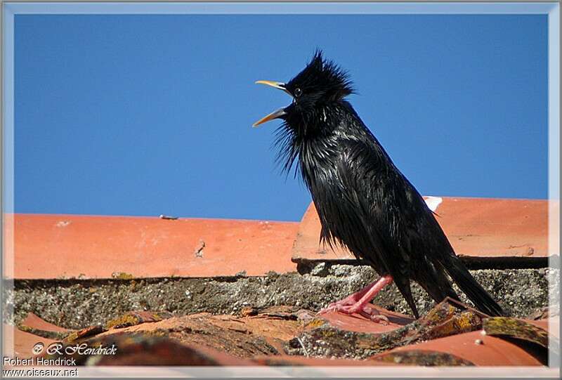 Spotless Starling male adult breeding, habitat, aspect, pigmentation, courting display, song