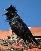 Spotless Starling