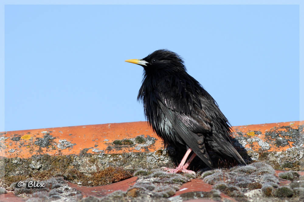 Spotless Starling