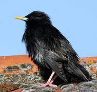 Spotless Starling