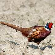 Common Pheasant