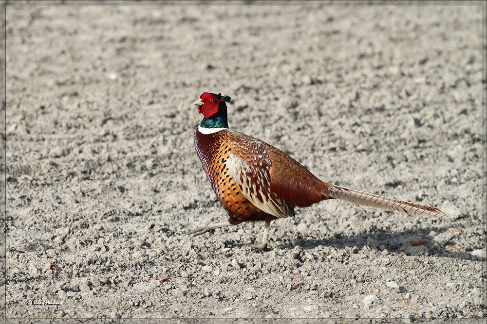 Common Pheasant