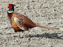 Common Pheasant