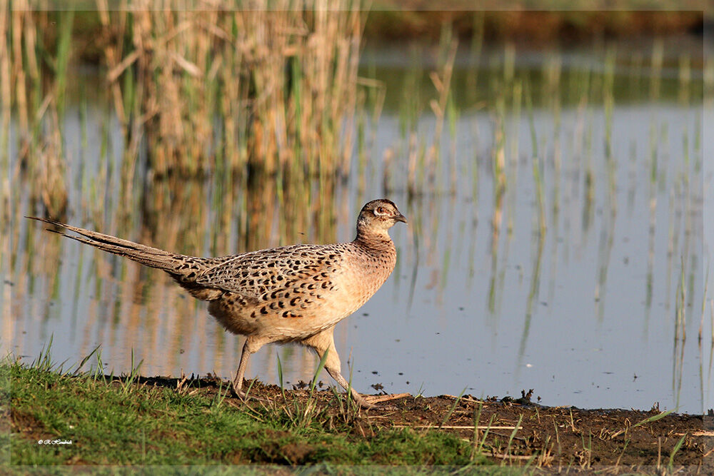 Common Pheasant