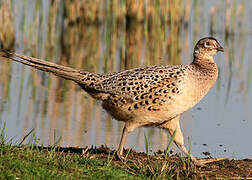 Common Pheasant