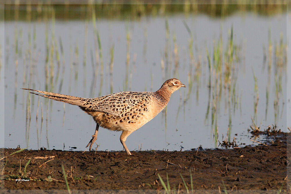 Common Pheasant