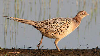 Common Pheasant