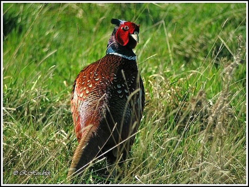 Common Pheasant