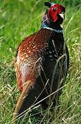 Common Pheasant