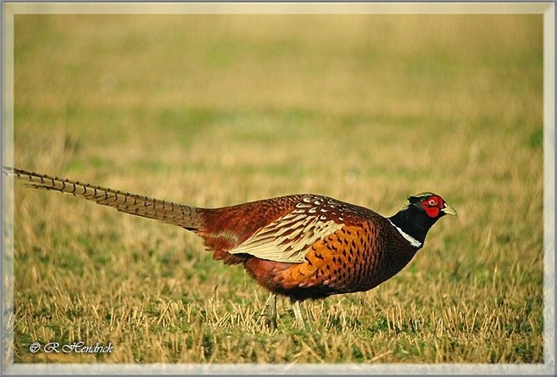 Common Pheasant
