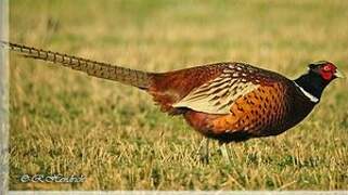 Common Pheasant