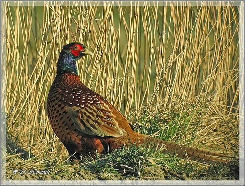 Common Pheasant